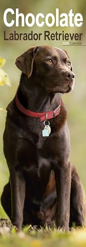 Chocolate Labrador Slim 2025 Slimline Wall Calendar | Dog Breed Calendar: Original Avonside-Kalender - Slimline [Mehrsprachig] [Kalender]