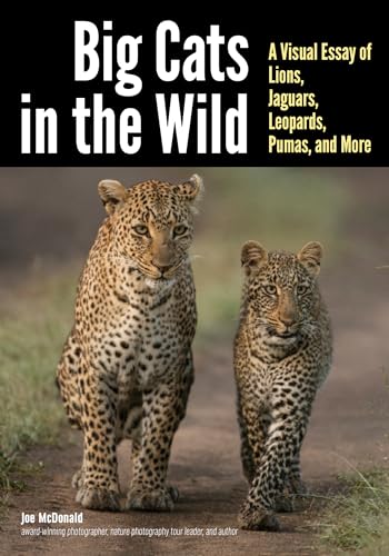 Big Cats In The Wild: A Visual Essay Of Lions, Jaguars, Leopards, Pumas, And More