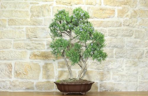 Bonsai Di Rosmarino (57)