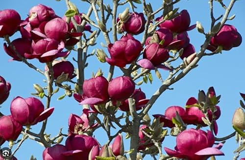 Pianta Magnolia Black Tulip H100Cm, Foto Reali