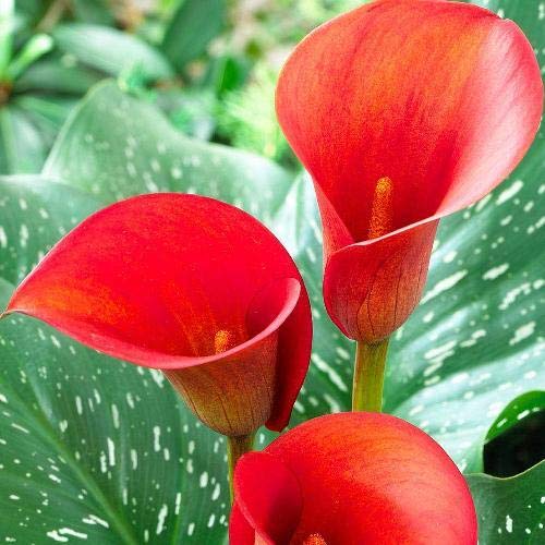 Pianta Vera Di Zantedeschia Red