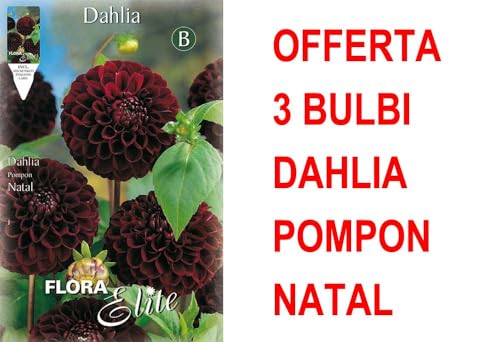 Offerta 3 Bulbi Dahlia Pompon Natal Bulbs Bulbes
