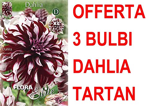 Offerta 3 Bulbi Dahlia Dinnerplate Tartan Xl Bulbs