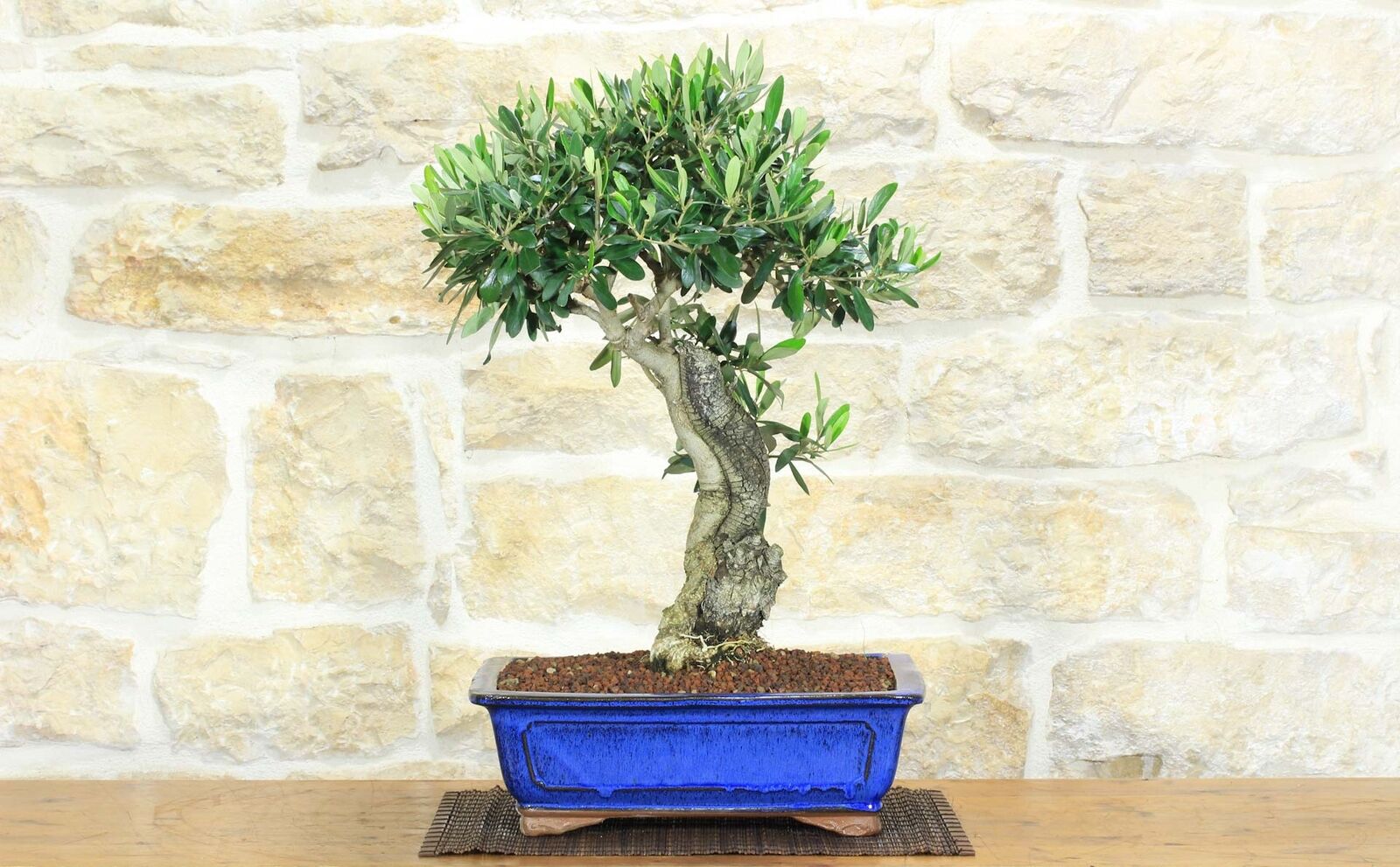 Bonsai di Olivo (174)
