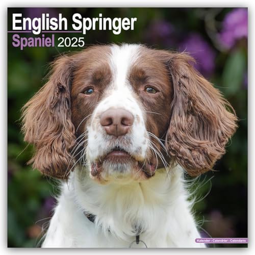 Eng Springer Spaniel (Euro) 2025 Square Wall Calendar | Dog Breed Calendar