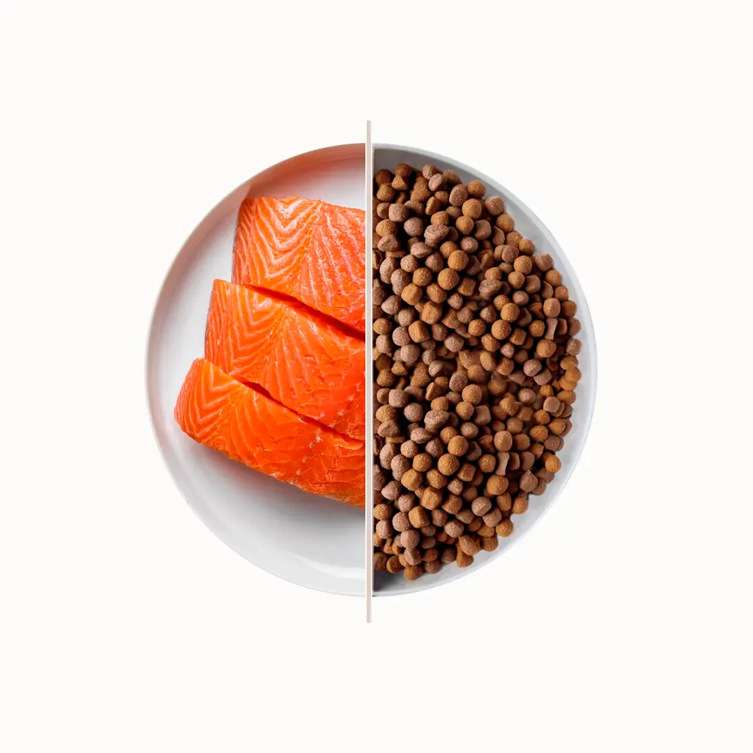 Top Premium Food for Dogs Crocchette per cani Mangime Adulti 3 Kg Salmone