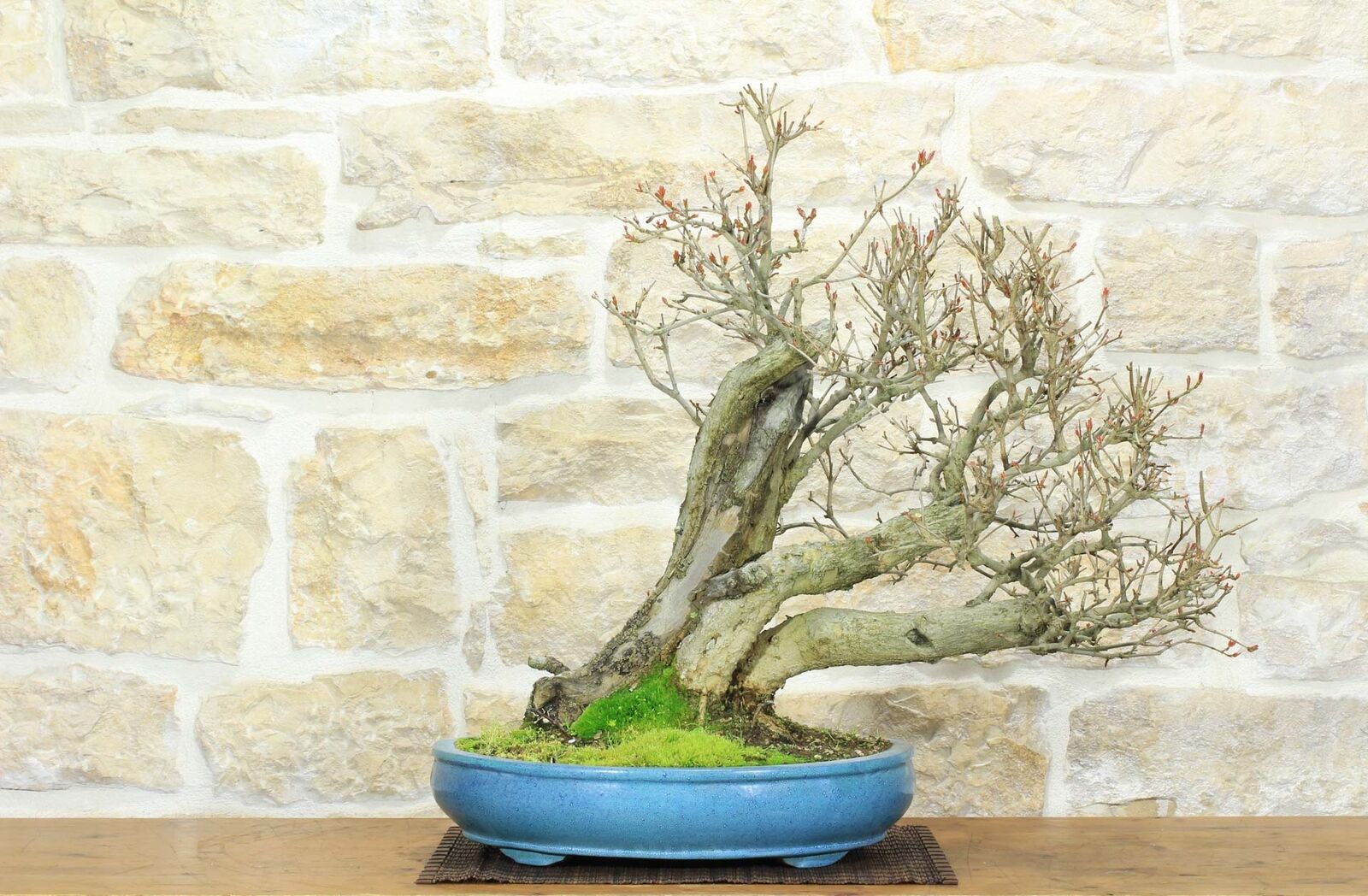 Bonsai di Melograno (144)