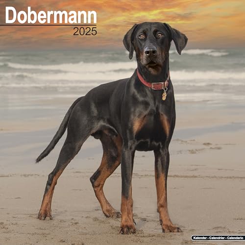 Dobermann (Euro) 2025 Square Wall Calendar | Dog Breed Calendar