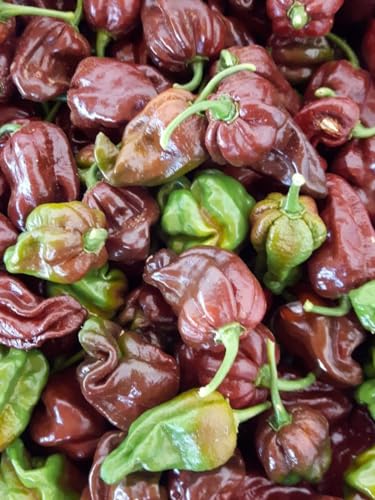 50 Semi Di Peperoncino Habanero Chocolate + Guida Capsicum Chinense 300.000 Shu