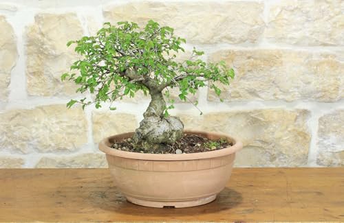 Pre Bonsai Di Olmo Campestre (1)