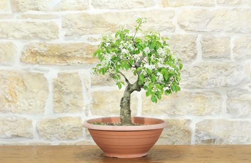 Pre Bonsai Di Ciliegio Selvatico (4)