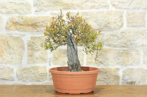 Pre Bonsai Di Melograno (1)