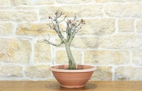 Pre Bonsai Di Cercis - Albero Di Giuda (3)