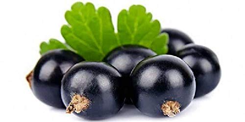 1 Piante Di Ribes Nero Titania Pianta Da Frutto