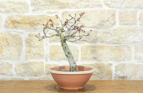 Pre Bonsai Di Cercis - Albero Di Giuda (2)
