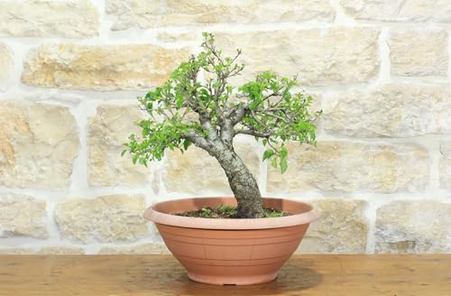 Pre Bonsai Di Ciliegio Selvatico (2)