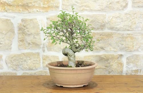 Pre Bonsai Di Olmo Campestre (2)