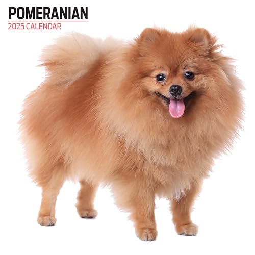 Calendario Moderno Della Pomerania 2025