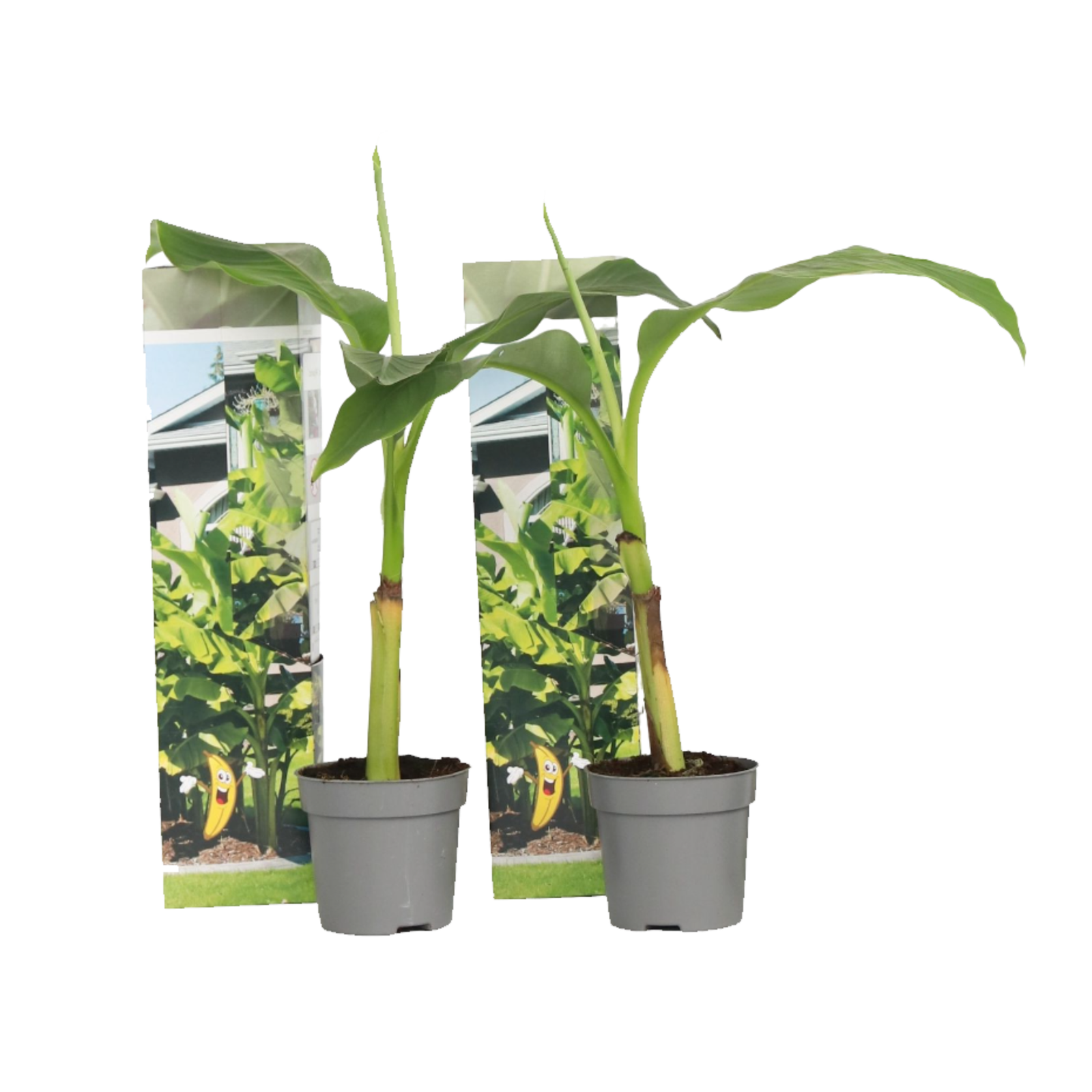 Banano giapponese - 2 Pezzi - Musa basjoo - Altezza 25-40cm - ⌀9cm