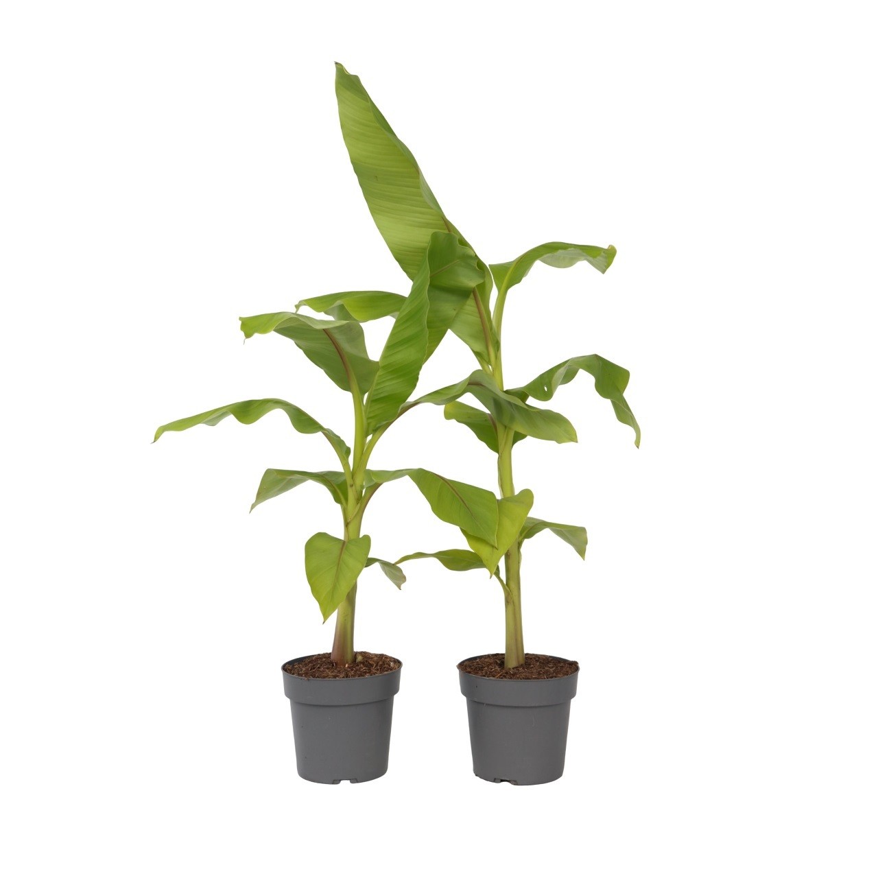 Banano giapponese - 2 Pezzi - Musa basjoo - Altezza 55-70cm - ⌀21cm