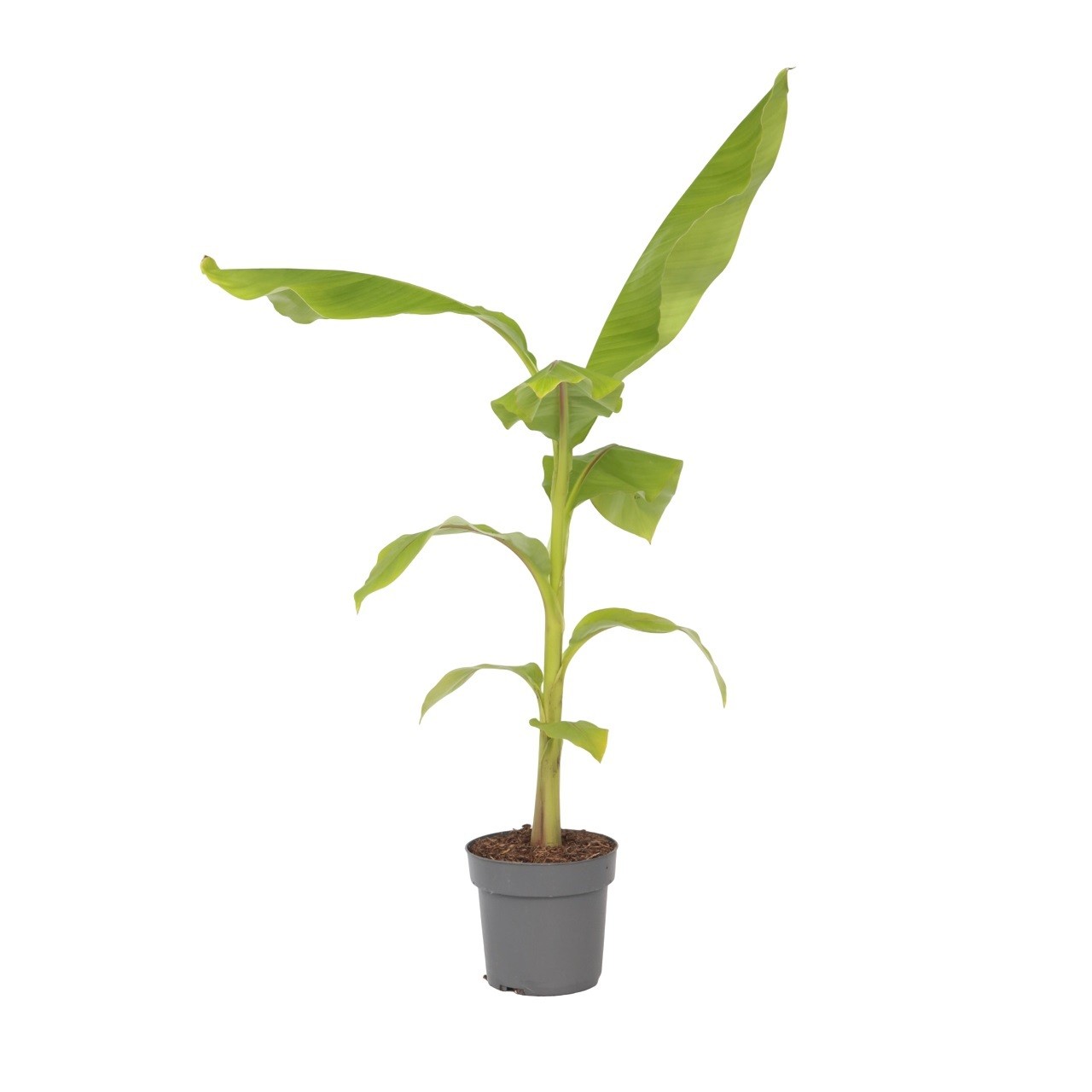 Banano giapponese - Musa basjoo - Altezza 55-70cm - ⌀21cm