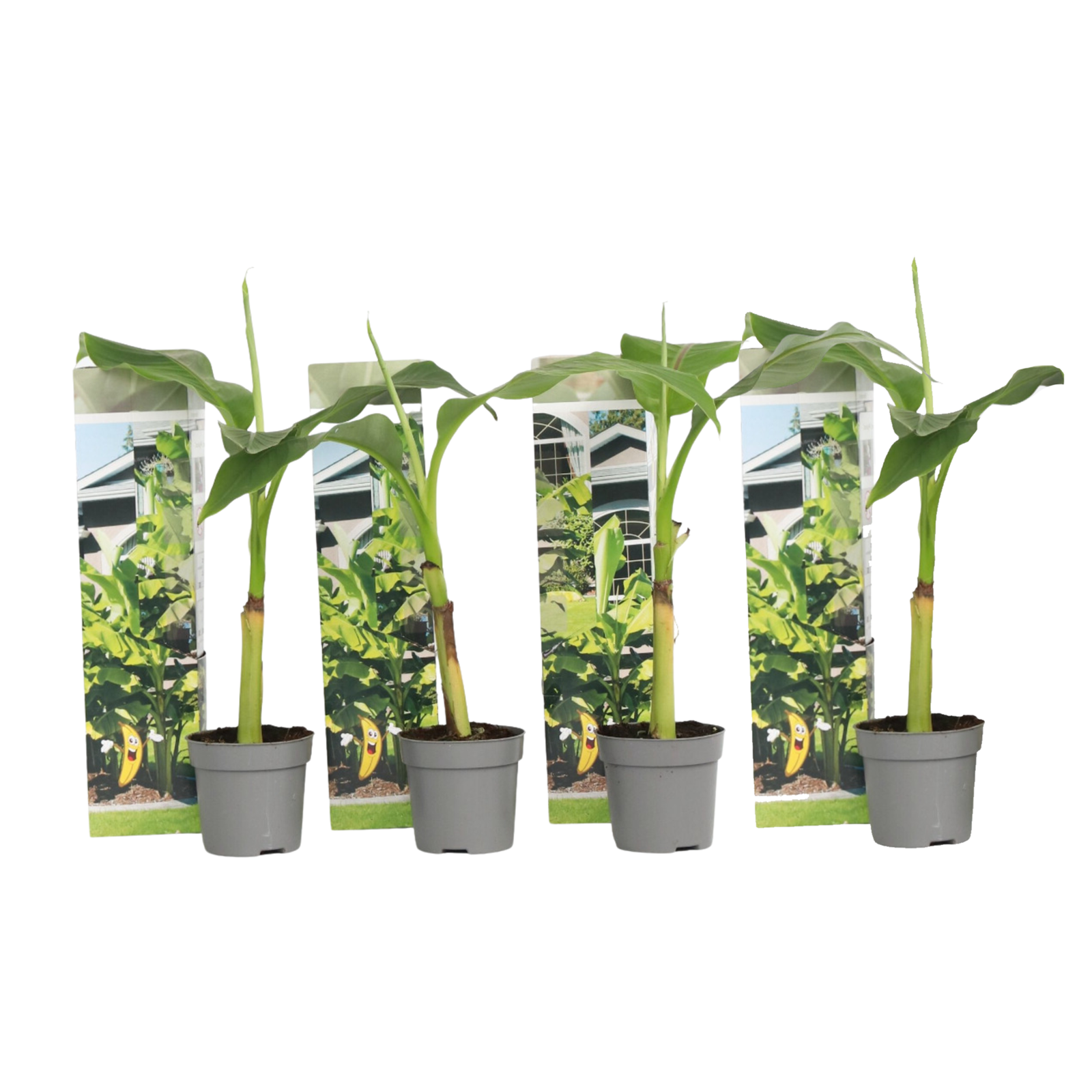 Banano giapponese - 4 Pezzi - Musa basjoo - Altezza 25-40cm - ⌀9cm