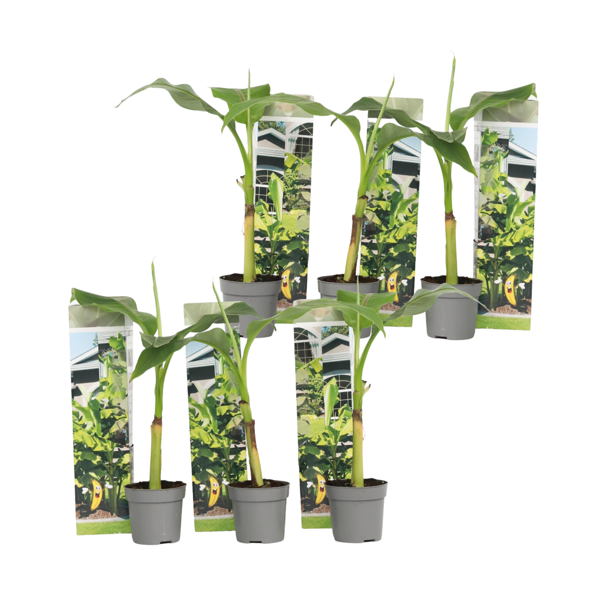 Banano giapponese - 6 Pezzi - Musa basjoo - Altezza 25-40cm - ⌀9cm