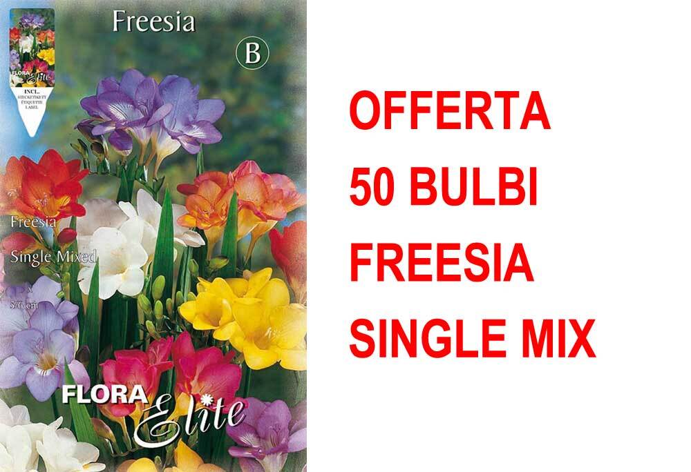 OFFERTA 50 BULBI FREESIA SINGLE MIXED BULBS BULBES