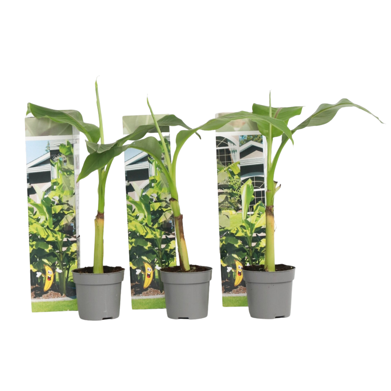 Banano giapponese - 3 Pezzi - Musa basjoo - Altezza 25-40cm - ⌀9cm