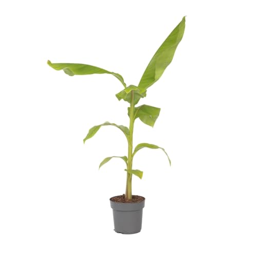 Plant In A Box - Musa Basjoo - Piante Di Banane Resistenti - Vaso 21Cm - Altezza 55-70Cm
