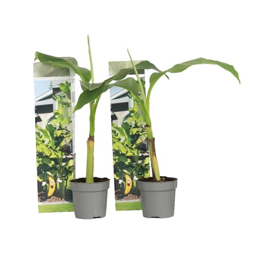 Plant In A Box - Musa Basjoo - Set Di 2 - Piante Di Banane Resistenti - Vaso 9Cm - Altezza 20-25Cm