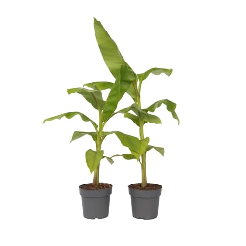 Plant In A Box - Musa Basjoo - Set Di 2 - Piante Di Banane Resistenti - Vaso 21Cm - Altezza 55-70Cm
