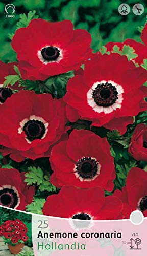 Bulbi Autunnali Anemone Hollandia Confezione 20 Bulbi Bulbs Bulbes