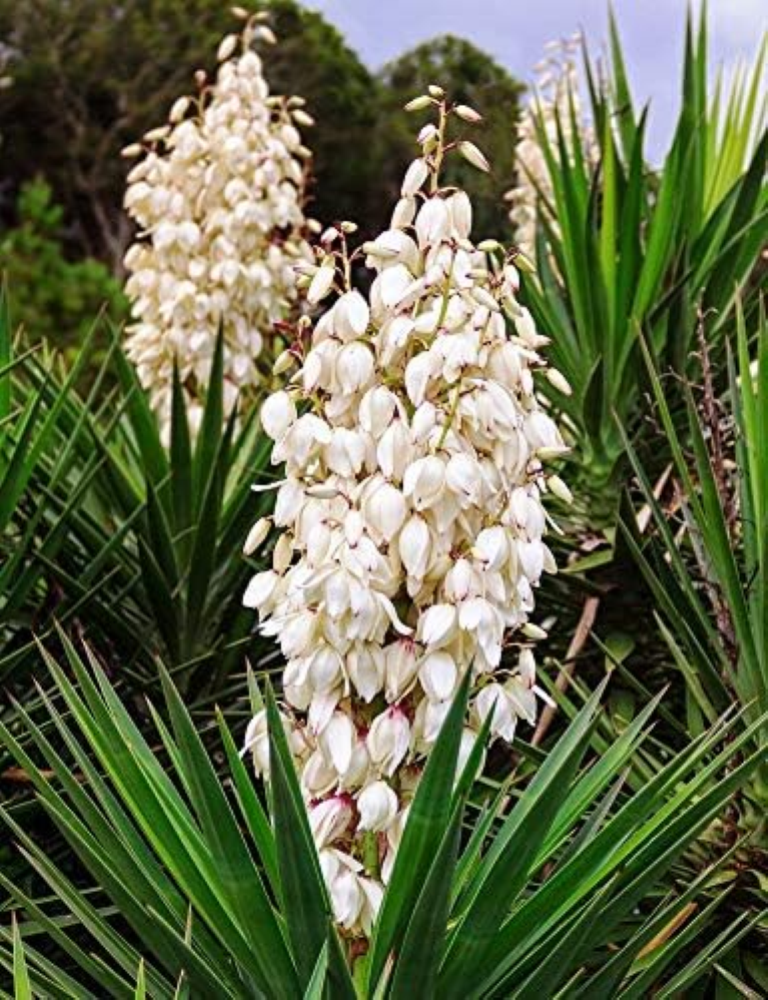 Yucca, semi di Adamo di Adamo - Yucca filamentosa