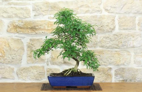 Bonsai Di Pepper (88)