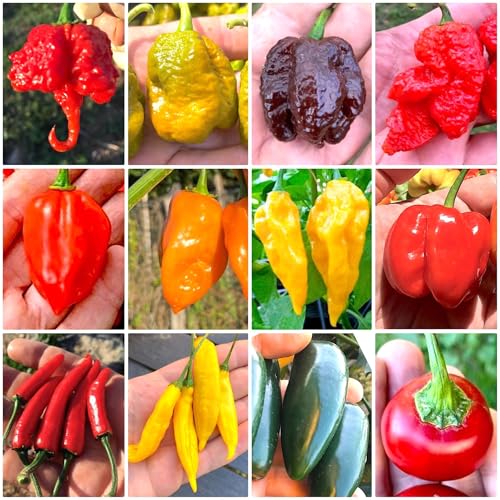 120 Semi Peperoncino In 12 Varietà Delle Più Piccanti E Gustose Del Mondo, Collezione 2 + Guida Coltivazione: Carolina Reaper, Scorpion, Naga Morich,