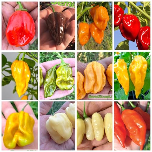 120 Semi Di Peperoncino Nelle 12 Varietà Più Gustose E Piccanti Di Habanero, Collezione Habanero + Guida Coltivazione Di Semistrani.It