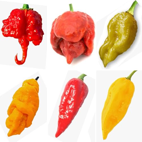 60 Semi Dei 6 Peperoncini Piu’ Piccanti Del Mondo, Coll. 6 + Guida: Carolina Reaper Red, Moruga Scorpion Caramel, Jay Orange Ghost Scorpion, Mustard B