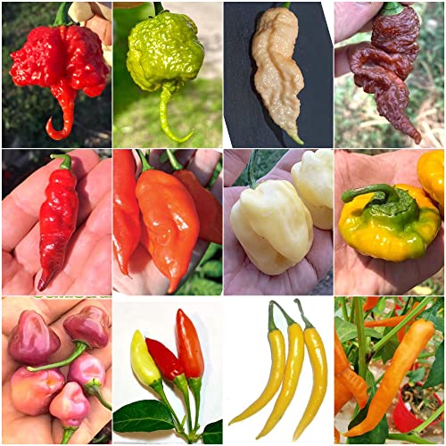 120 Semi Dei 12 Peperoncini Più Piccanti Del Mondo, Collezione Super Hot: Carolina Reaper, Jay Peach, T-Rex Chocolate, Red Tiger, Habanero, Tabasco, C