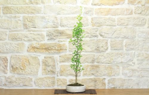 Bonsai Di Ginkgo Biloba (12)