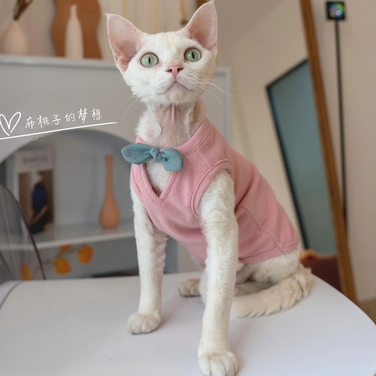 Gilet A Tema Gatto Rex Per Vestiti Per Gatti Sphynx Carino Bowknot E Scollo A V Profondo, Vestiti Per Gatti Senza Pelo Eleganti E Comodi