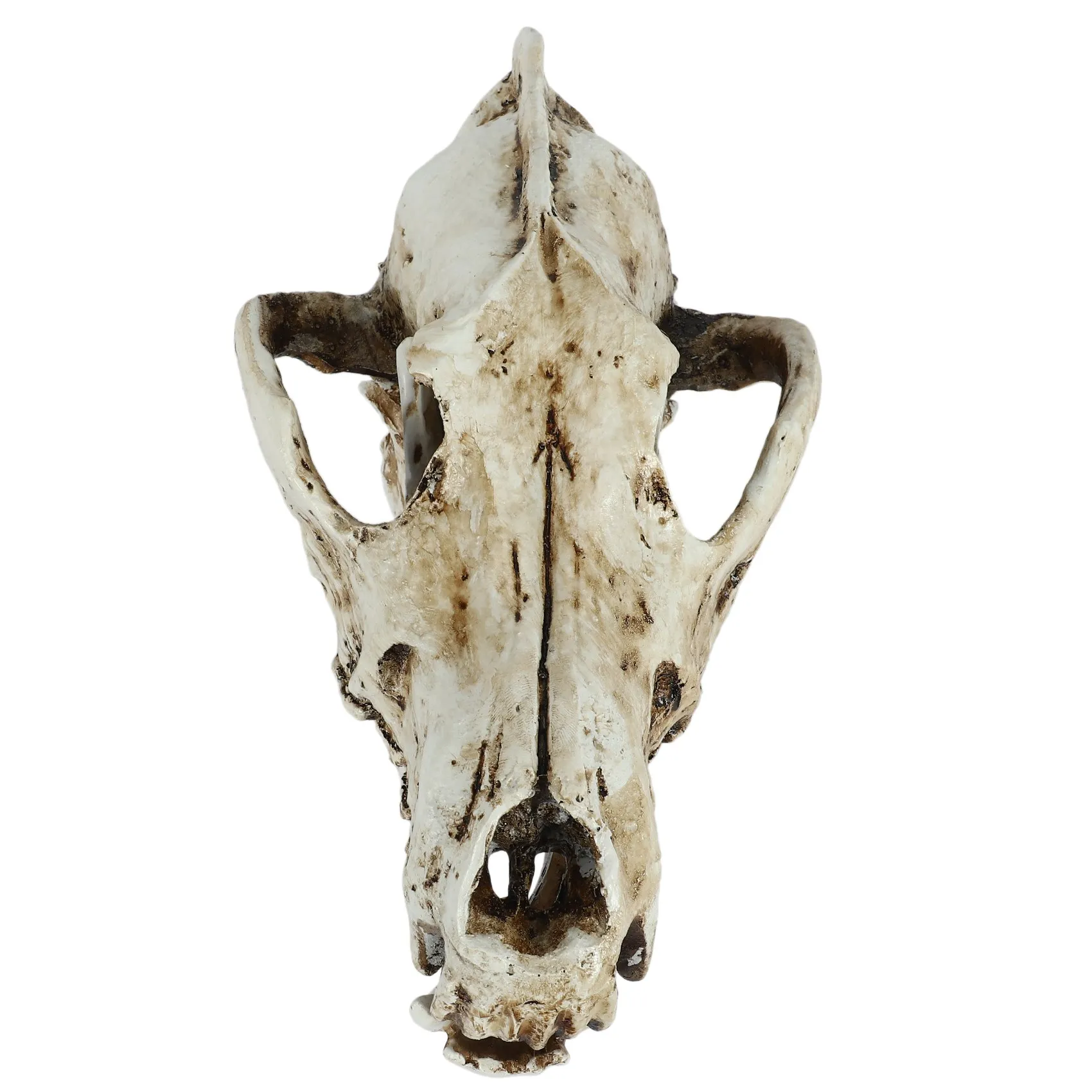 Creativo Resina Jackal Skull Replica Replica Insegnamento Scheletro Modello Lupo Teschio Decor