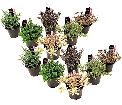 Plant In A Box - Hebe Pinguifolia - Hebe Veronica A Cespuglio - Miscela Di 12 - Vaso 10,5Cm - Altezza 15-20Cm