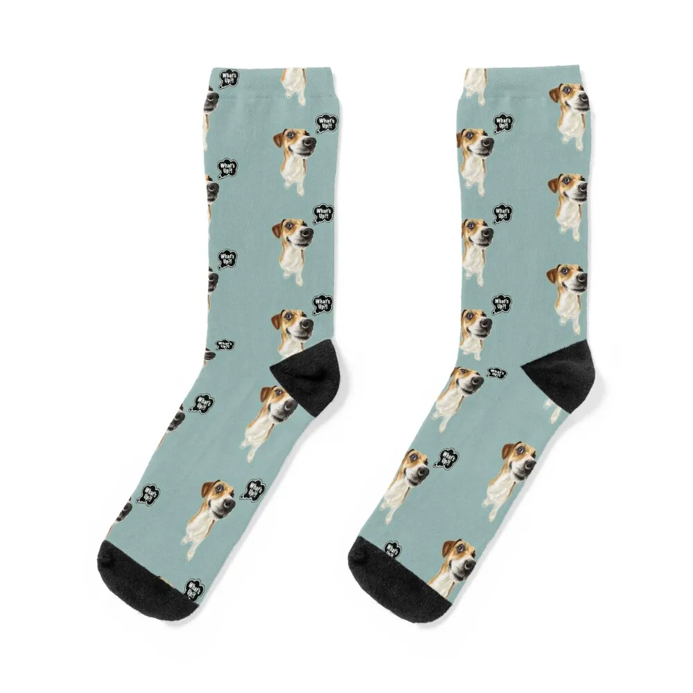 Jack Russell Terrier Whats Up Dog Nose Socks Idee Regalo Di San Valentino Calzini Per Bambini Da Uomo Da Donna