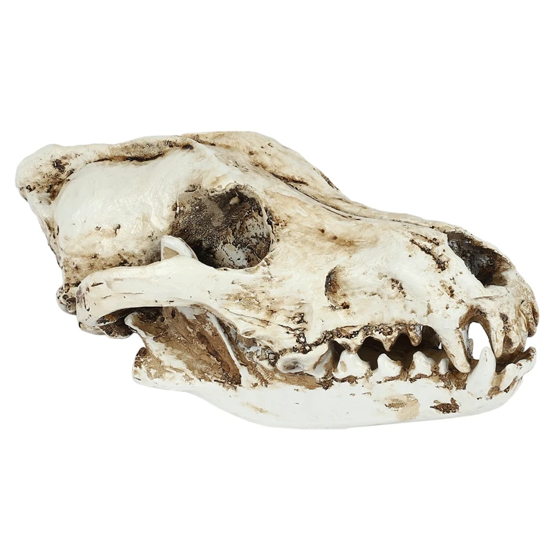 Creativo Resina Jackal Skull Replica Replica Insegnamento Scheletro Modello Lupo Teschio Decor