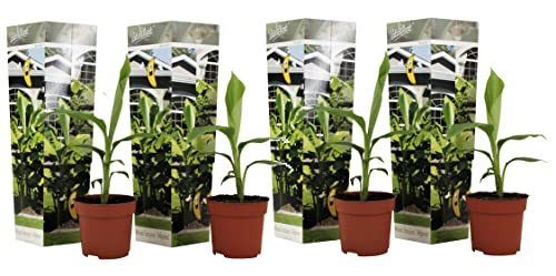 Plant In A Box - Musa Basjoo - Set Di 4 - Piante Di Banane Resistenti - Vaso 9Cm - Altezza 20-25Cm