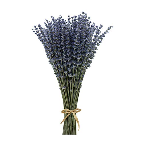 Coolcrafts Lavanda Essiccata Fiori Secchi Lavanda Fasci Di Lavanda Mazzi Di Lavanda Essiccati Per Decorazioni