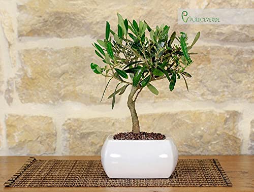 Bonsai Di Olivo In Vaso Quadro Bianco