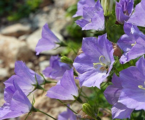 Carpathian Harebell, Tussock Semi Di Bellflower - Campanula Carpatica