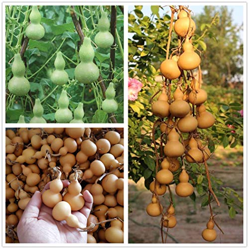 Hua Xian Zi 20 Pezzi Semi Di Torsione Della Mano Della Zucca Di Interesse Ortaggi Biologici In Miniatura